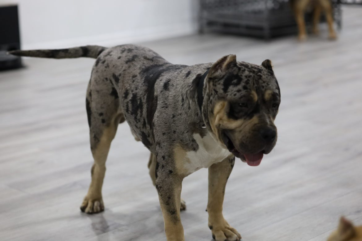 Dog Featured Image