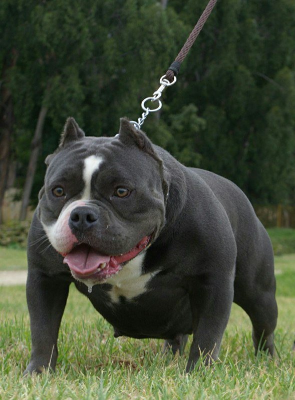 Dog Featured Image