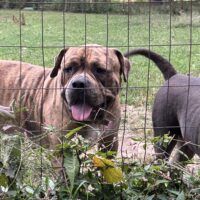 Dog Featured Image