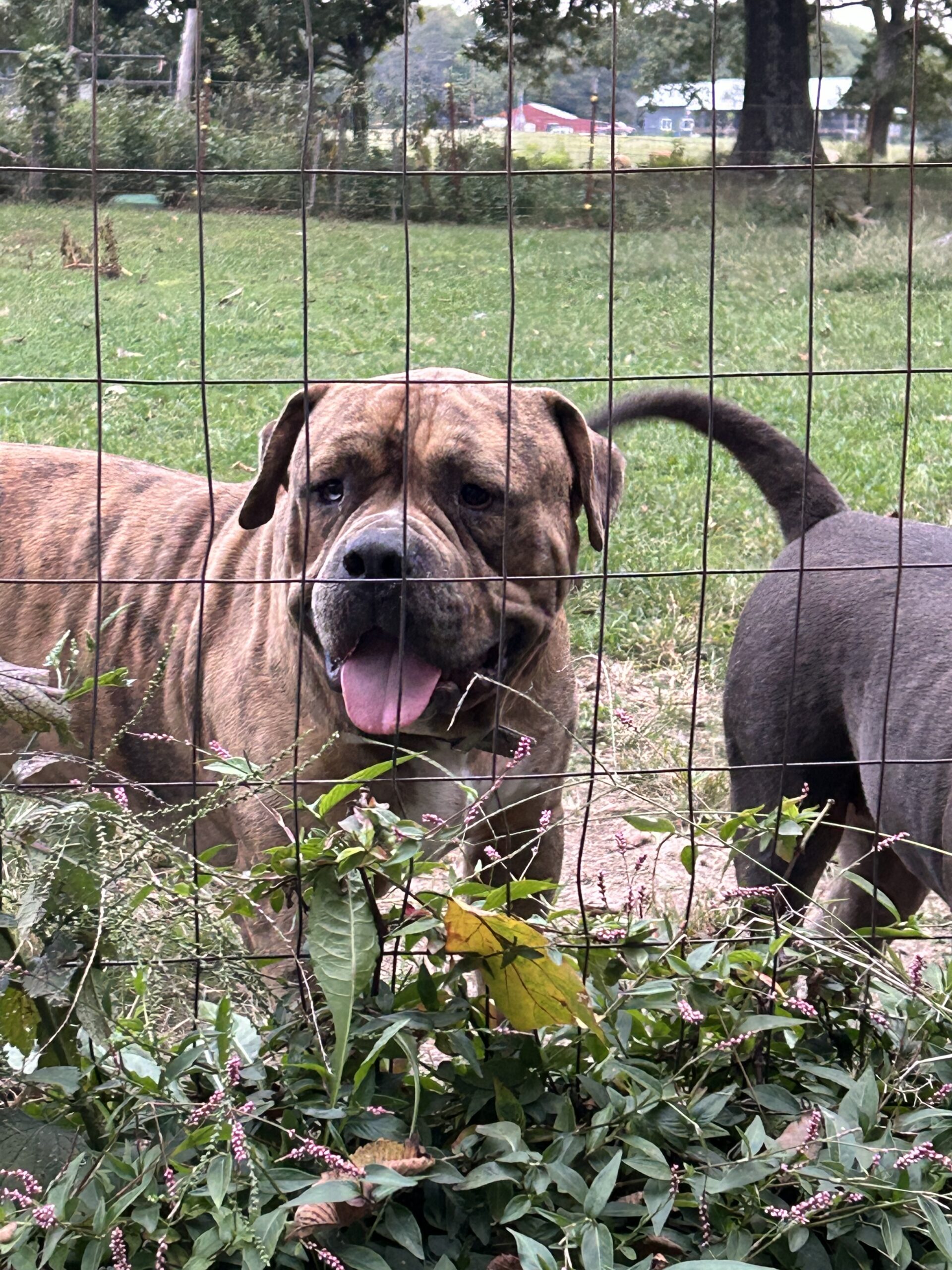 Dog Featured Image