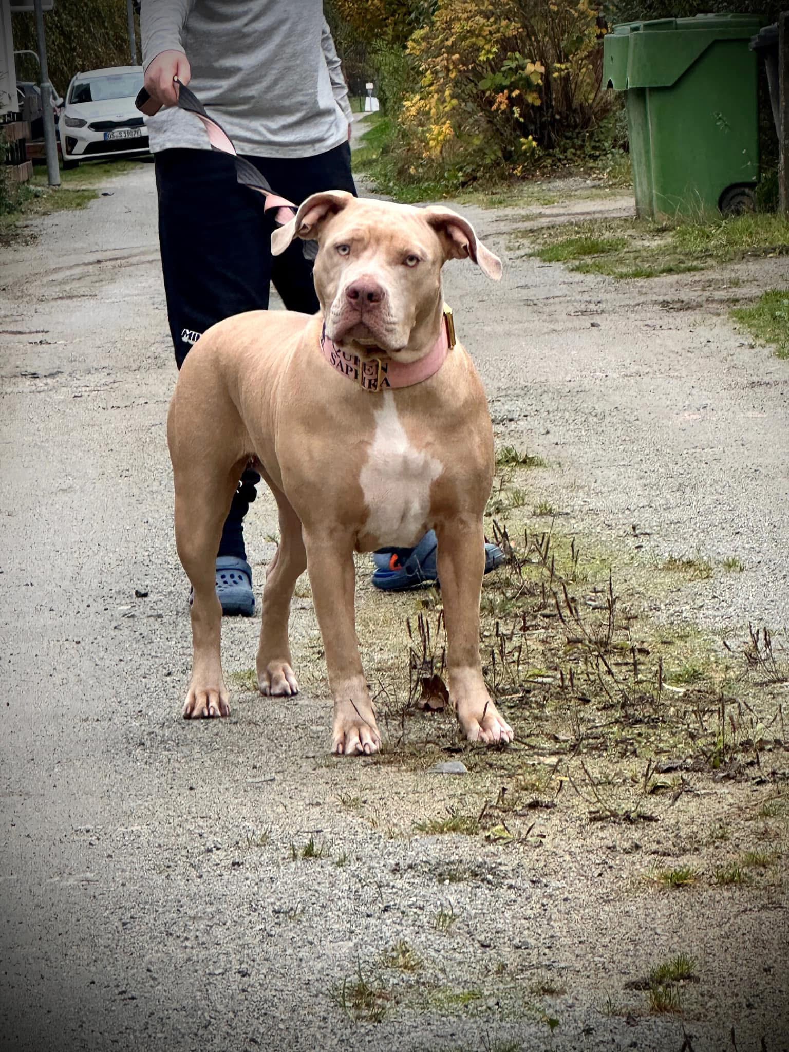 Dog Featured Image