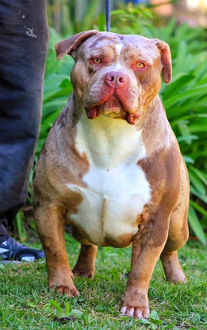 Dog Featured Image