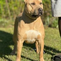 Dog Featured Image