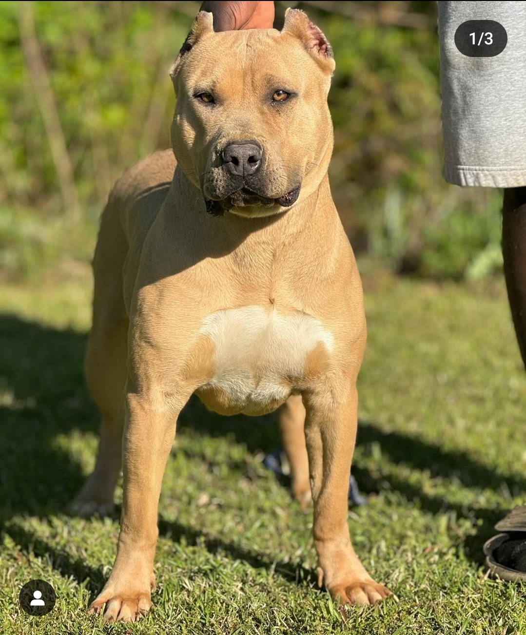 Dog Featured Image