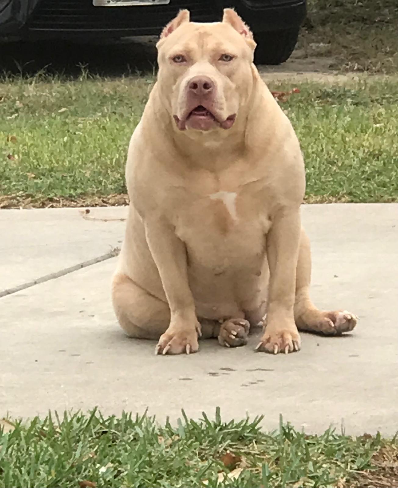Dog Featured Image