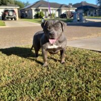 Dog Featured Image