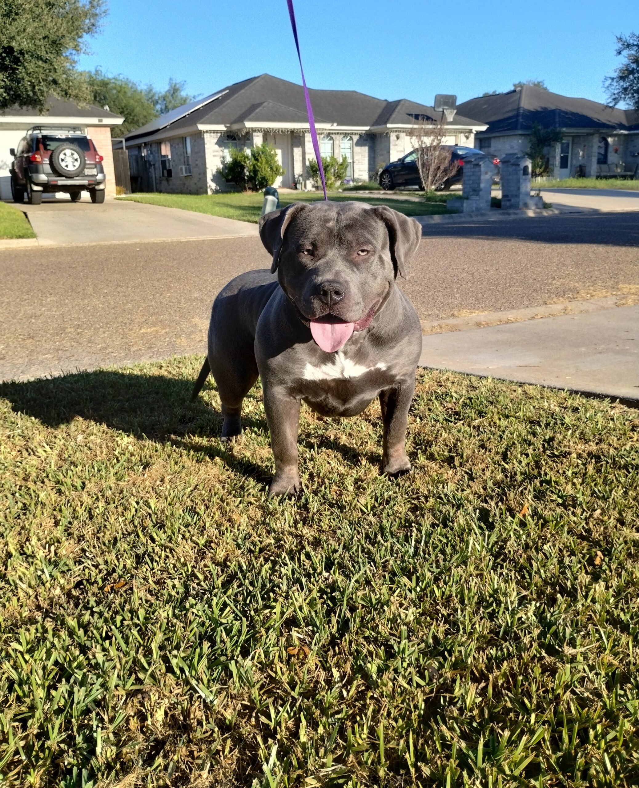 Dog Featured Image