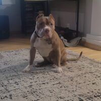 Dog Featured Image