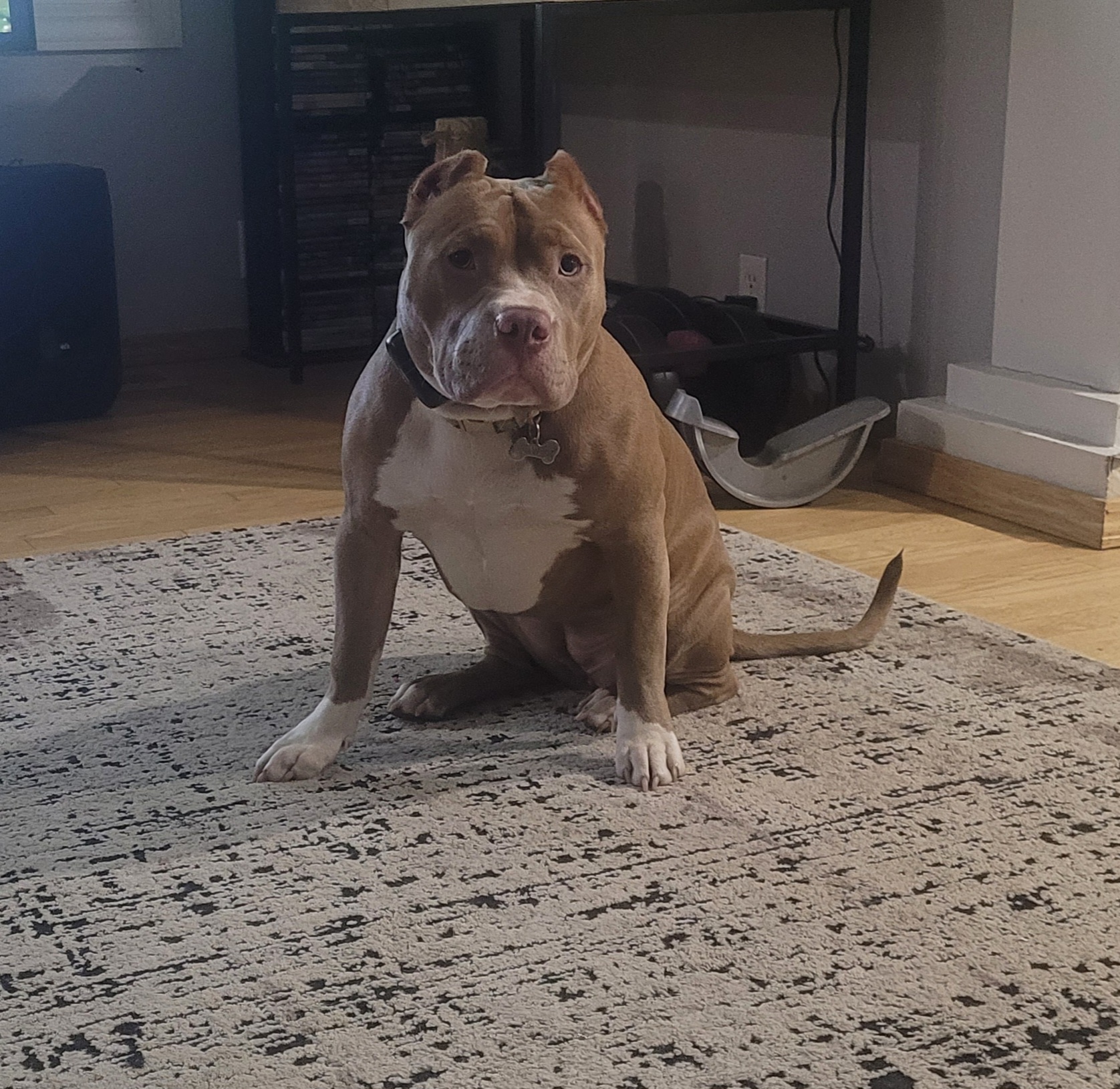 Dog Featured Image
