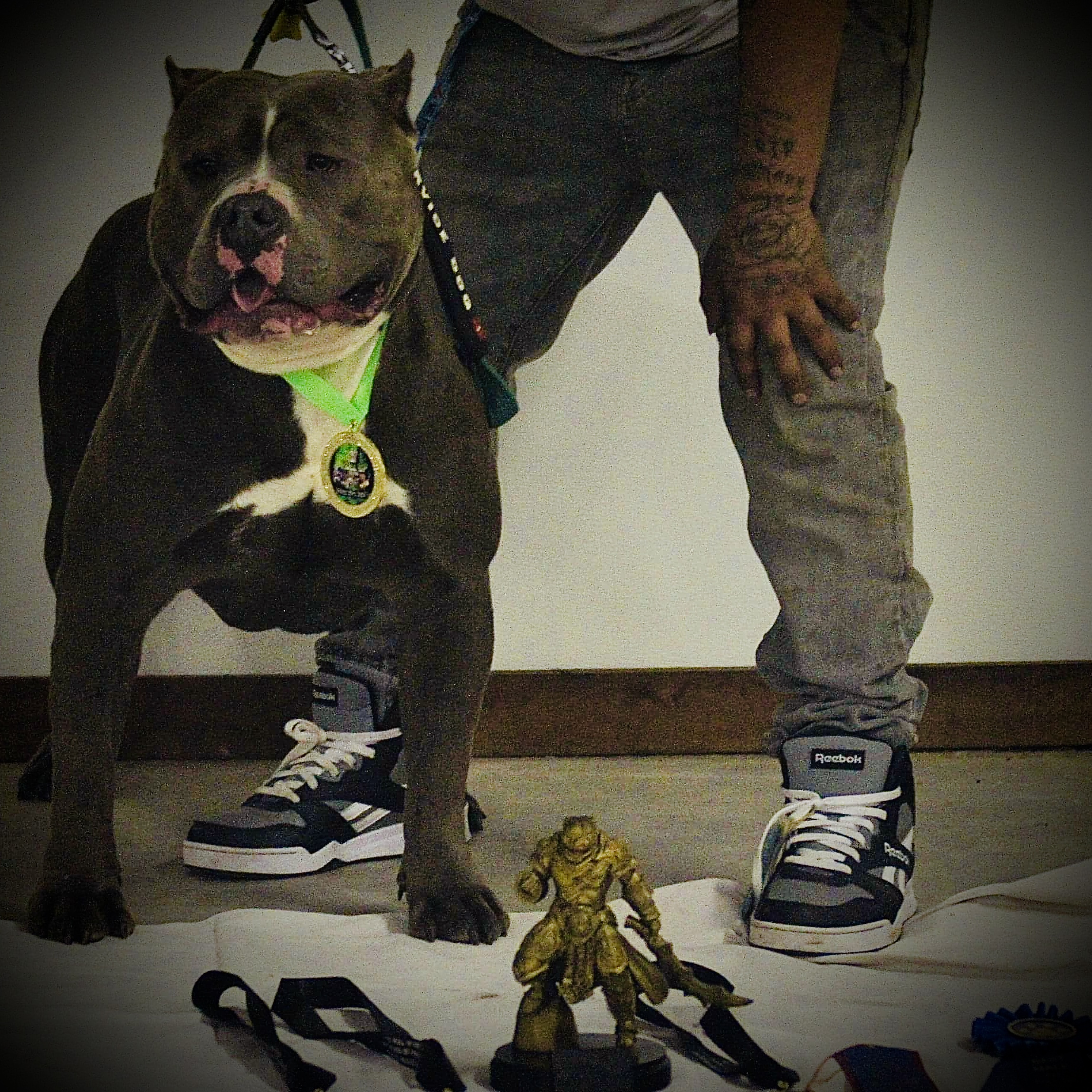 Dog Featured Image