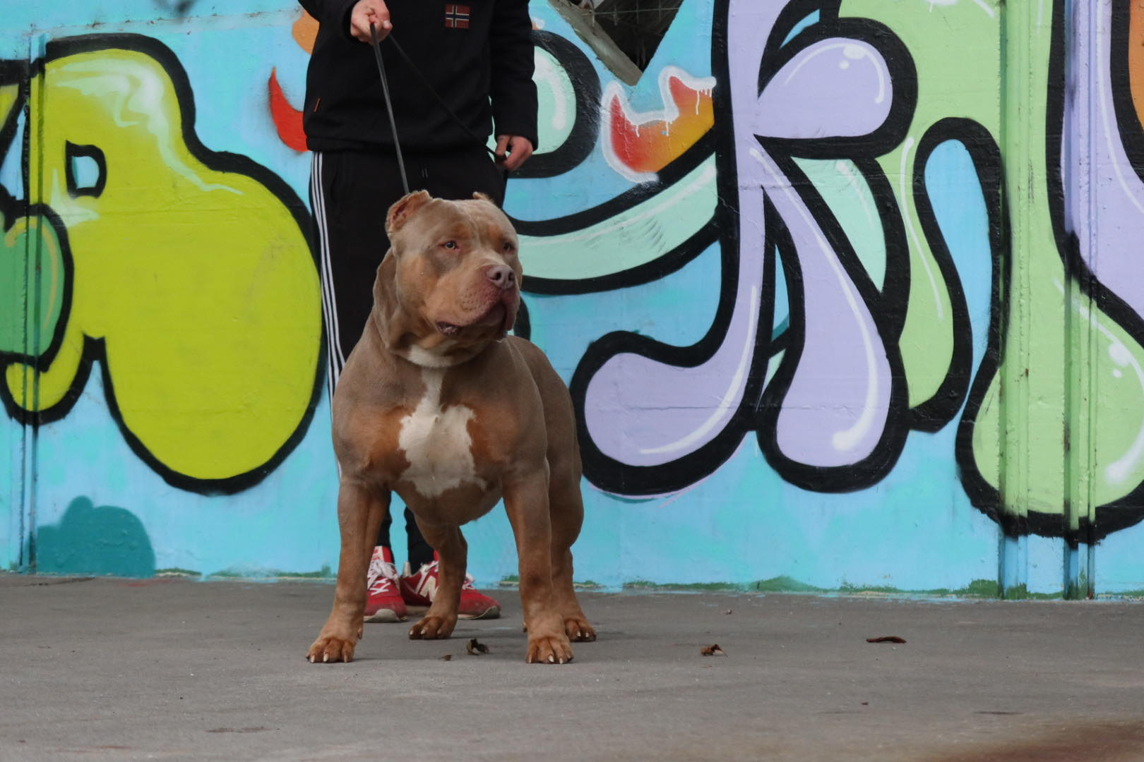 Dog Featured Image