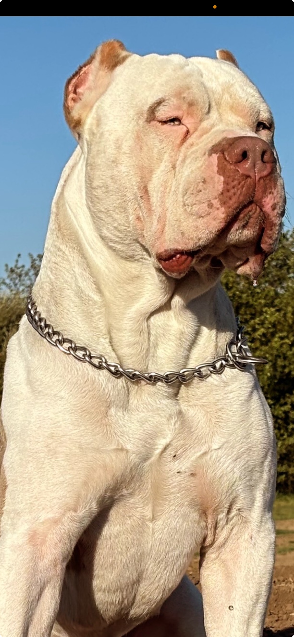 Dog Featured Image