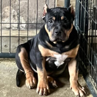 Dog Featured Image
