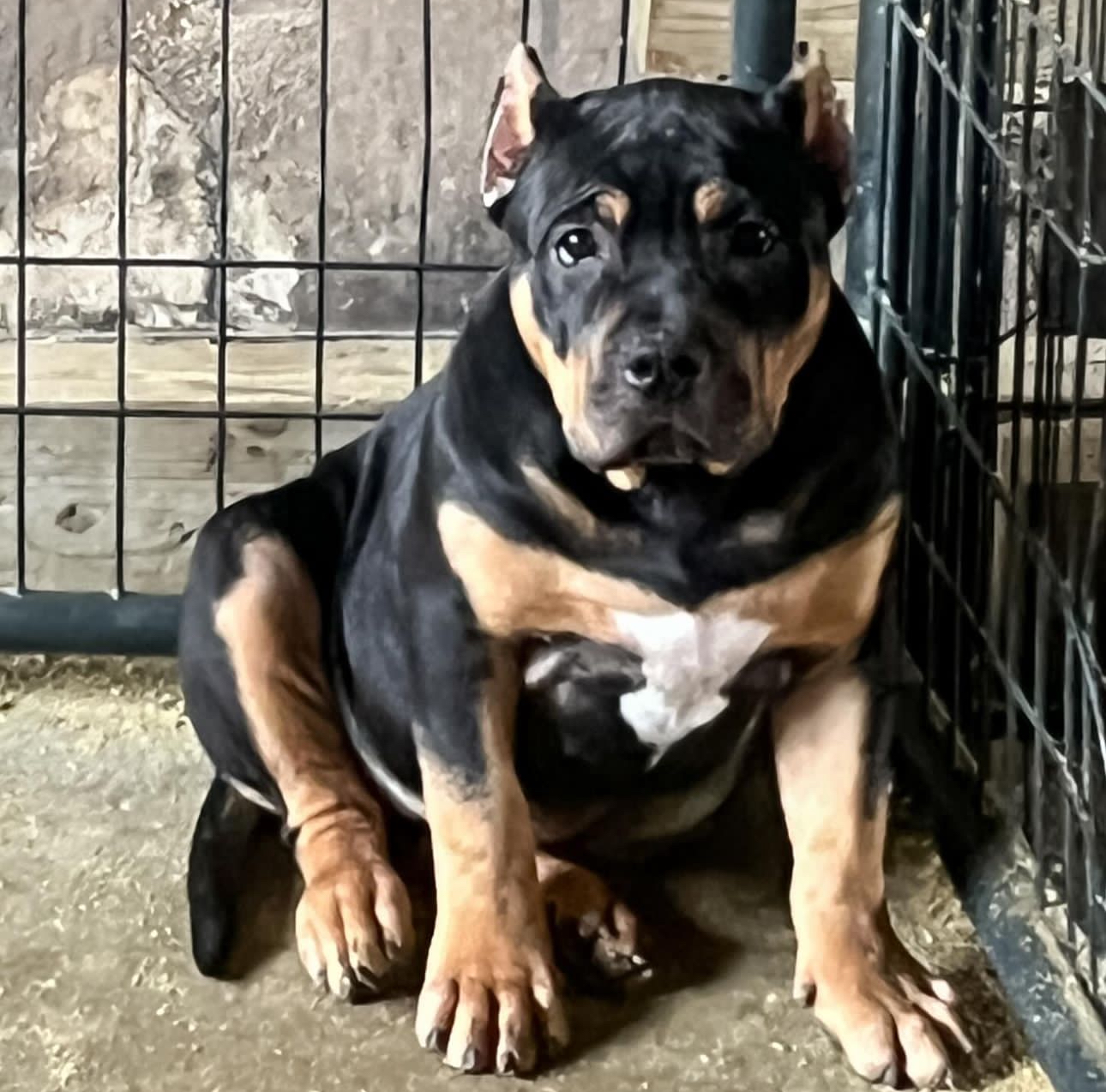 Dog Featured Image
