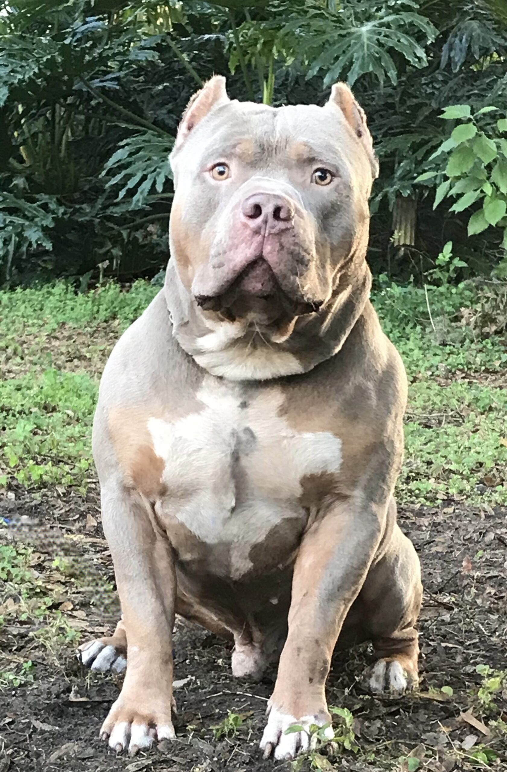Dog Featured Image