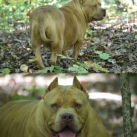 Dog Featured Image