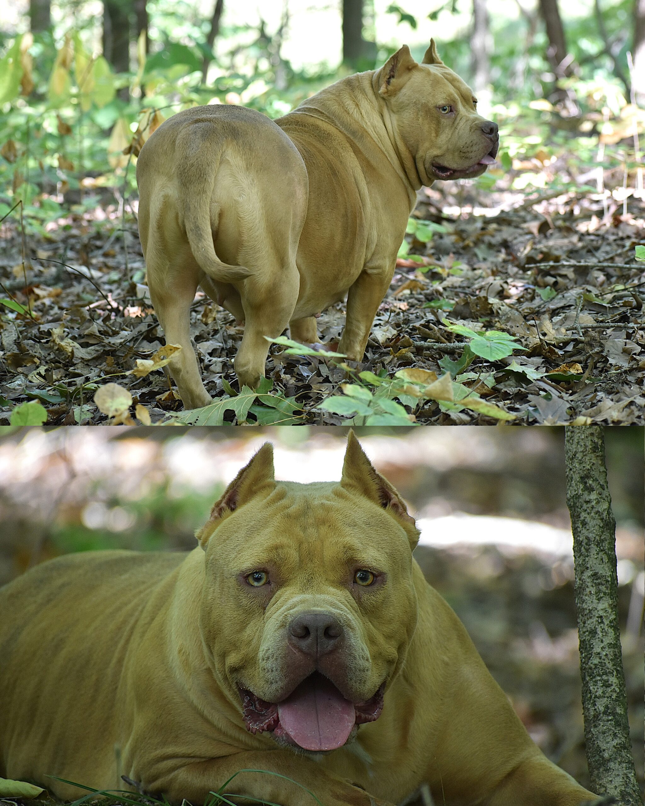 Dog Featured Image