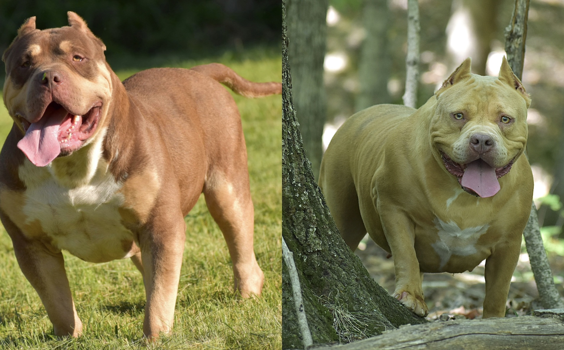 Dog Featured Image