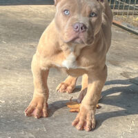 Dog Featured Image