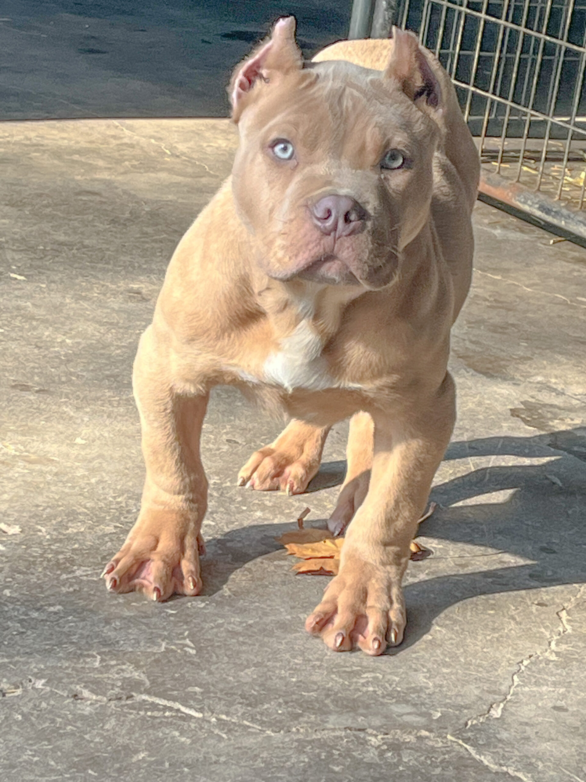 Dog Featured Image