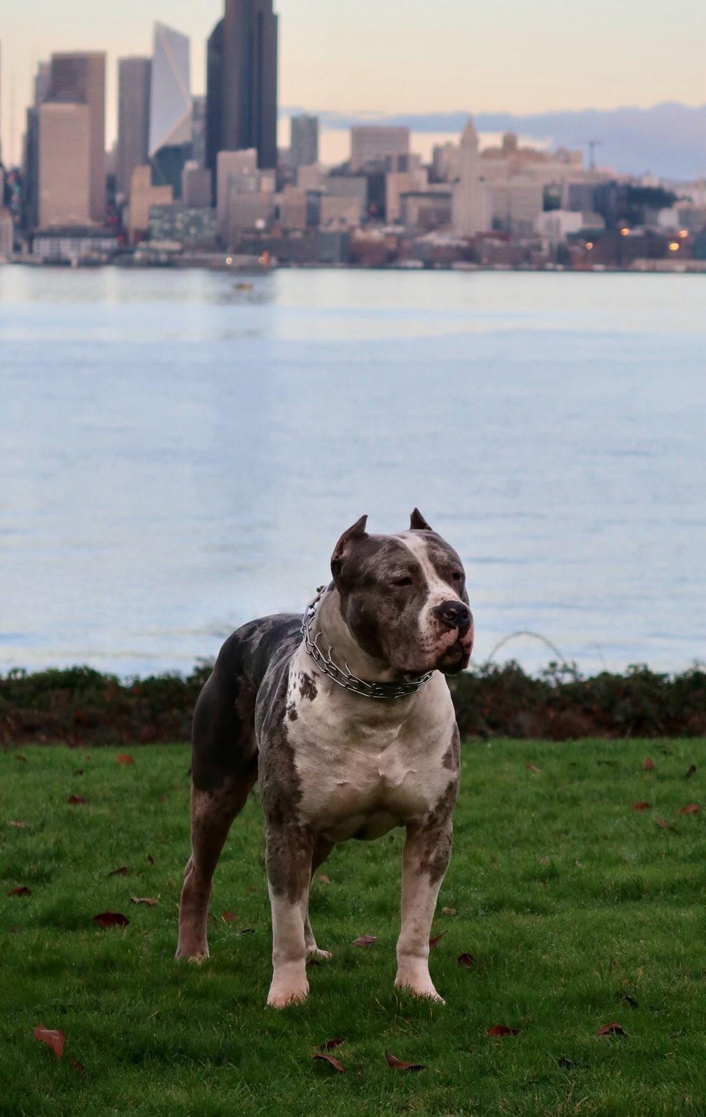 Dog Featured Image