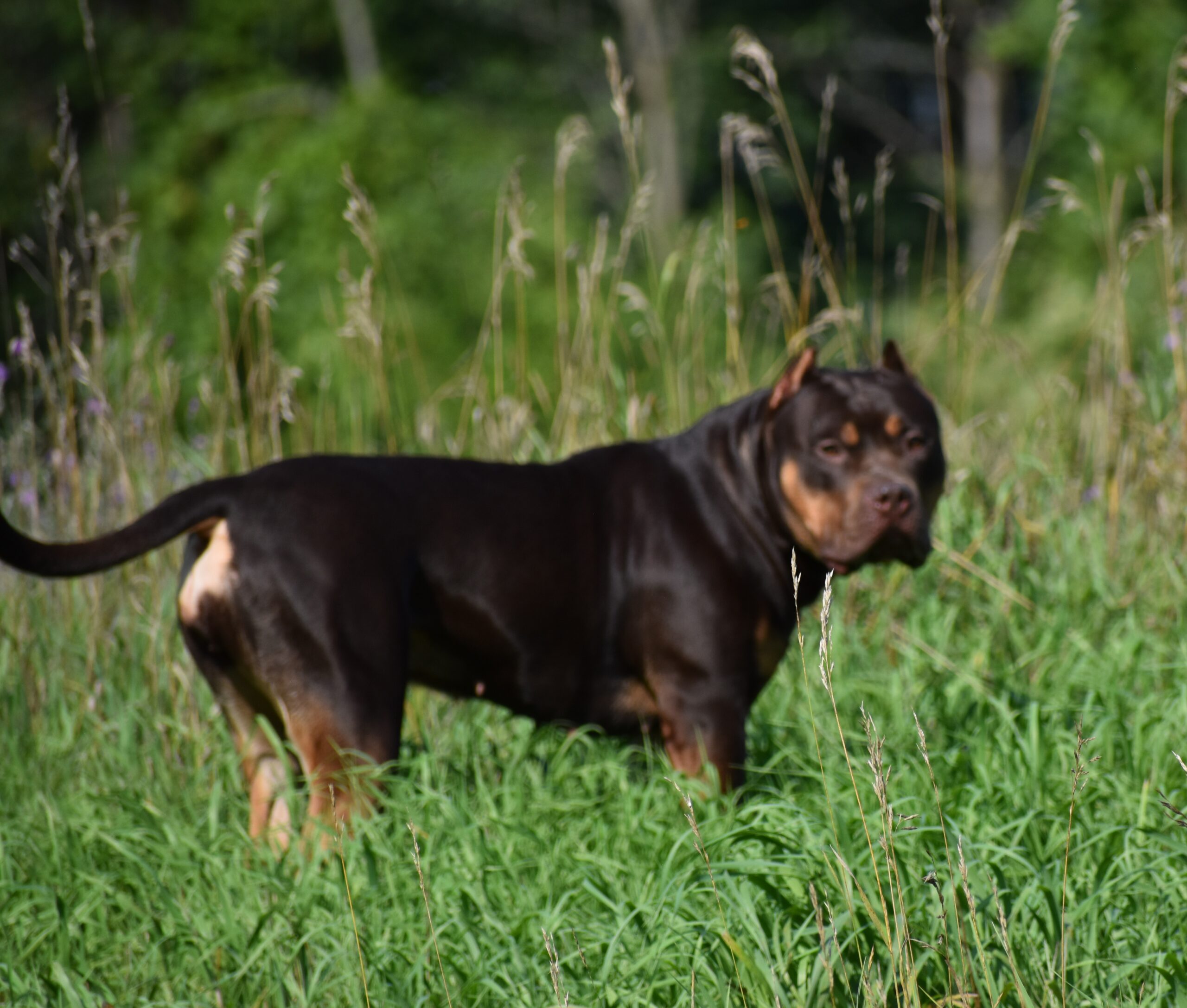 Dog Featured Image