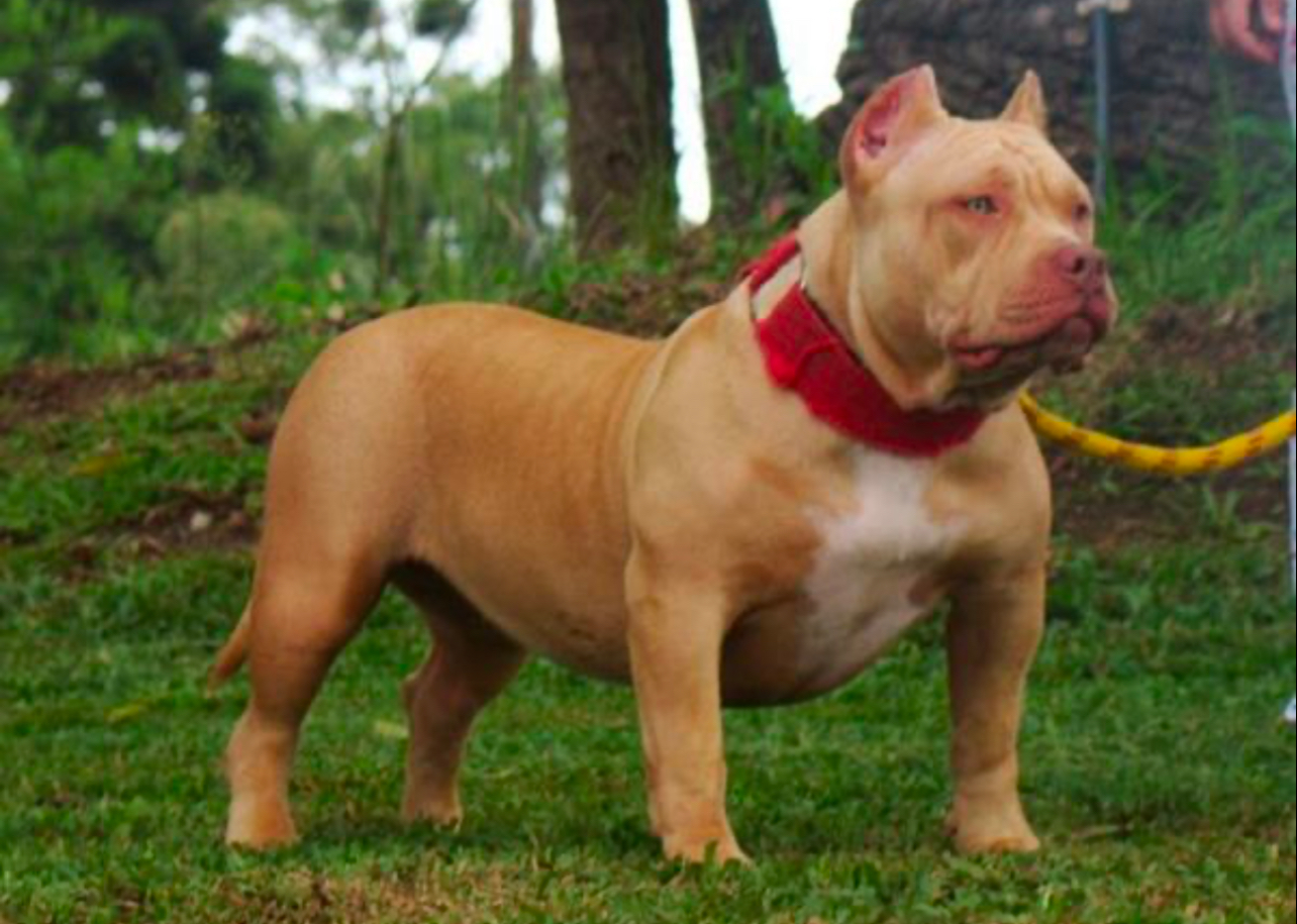 Dog Featured Image