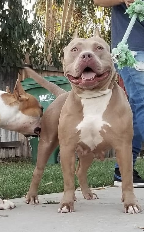 Dog Featured Image