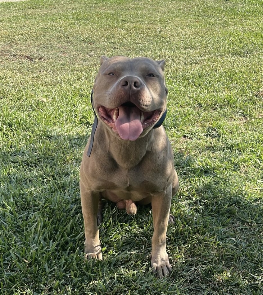 Dog Featured Image