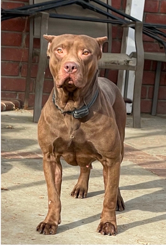 Dog Featured Image