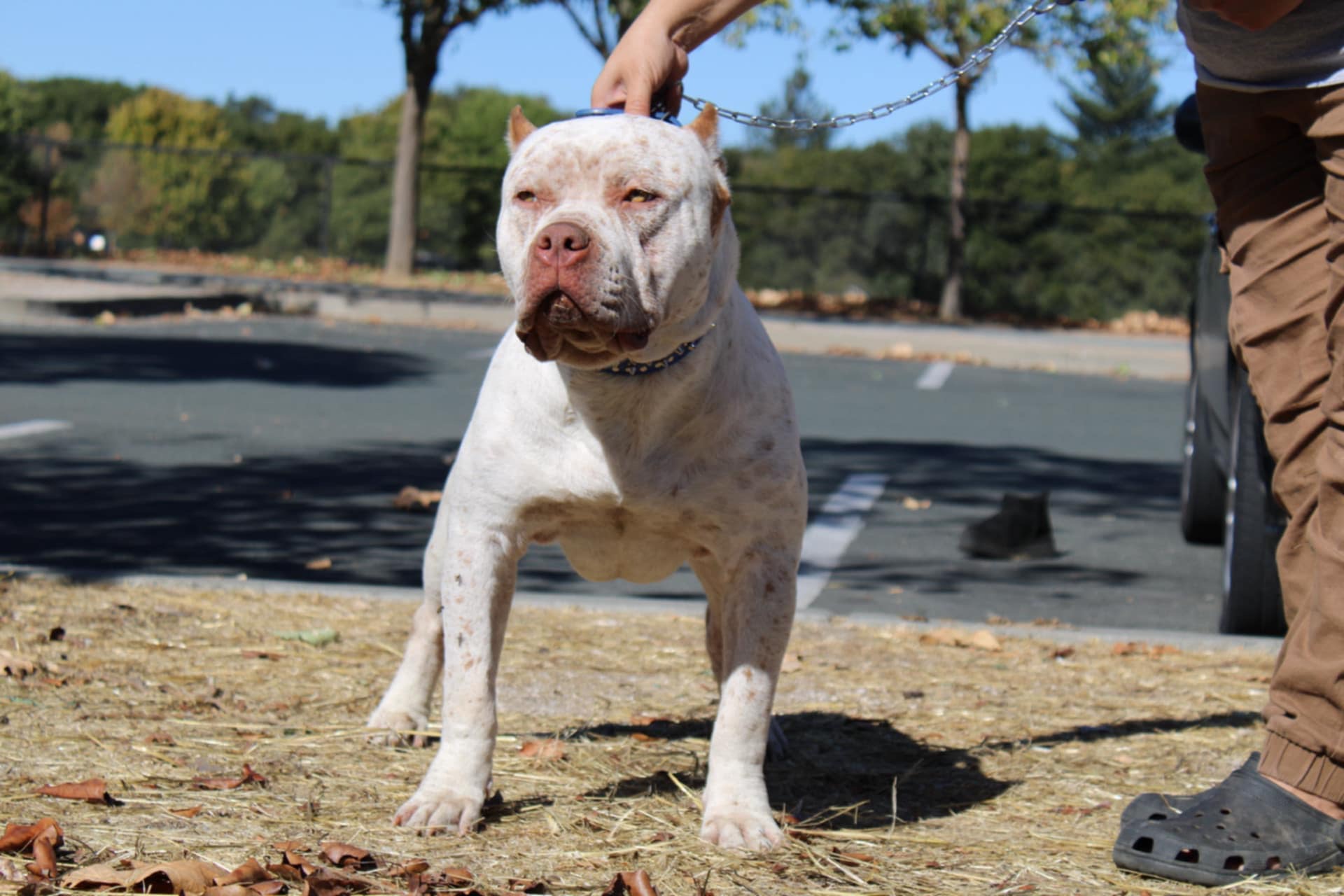 Dog Featured Image