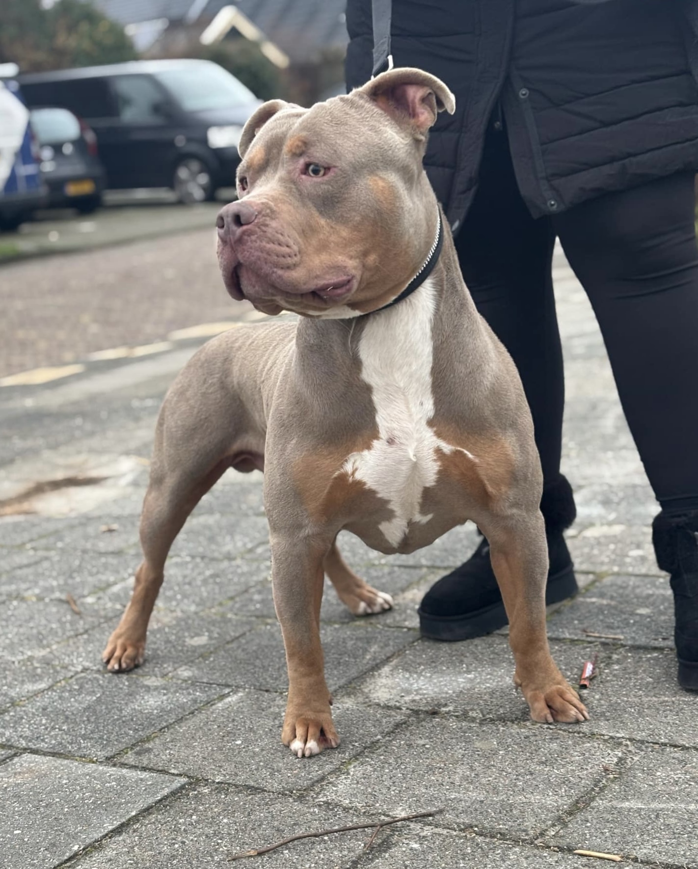 Dog Featured Image