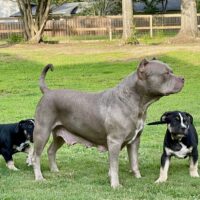 Dog Featured Image