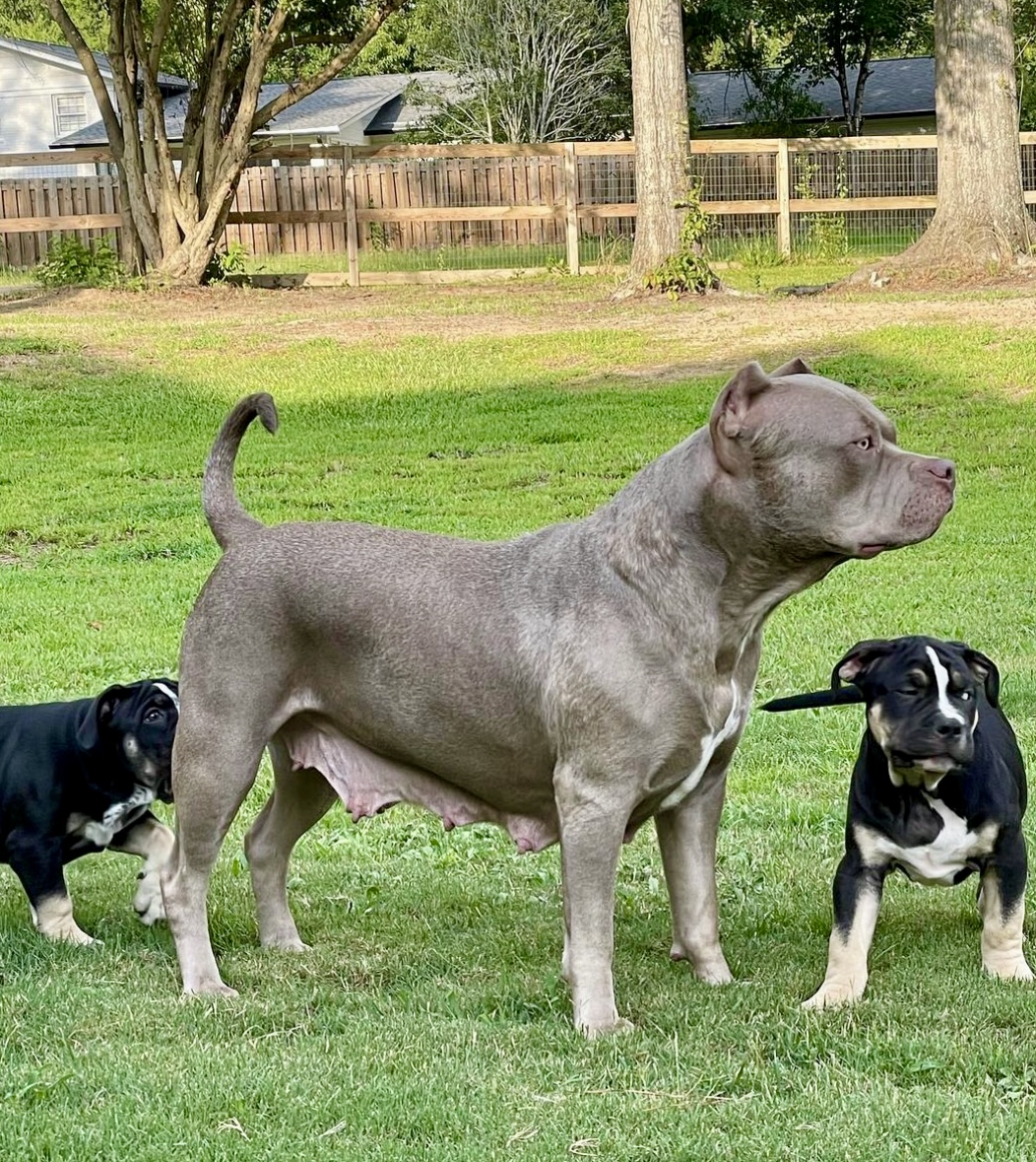 Dog Featured Image