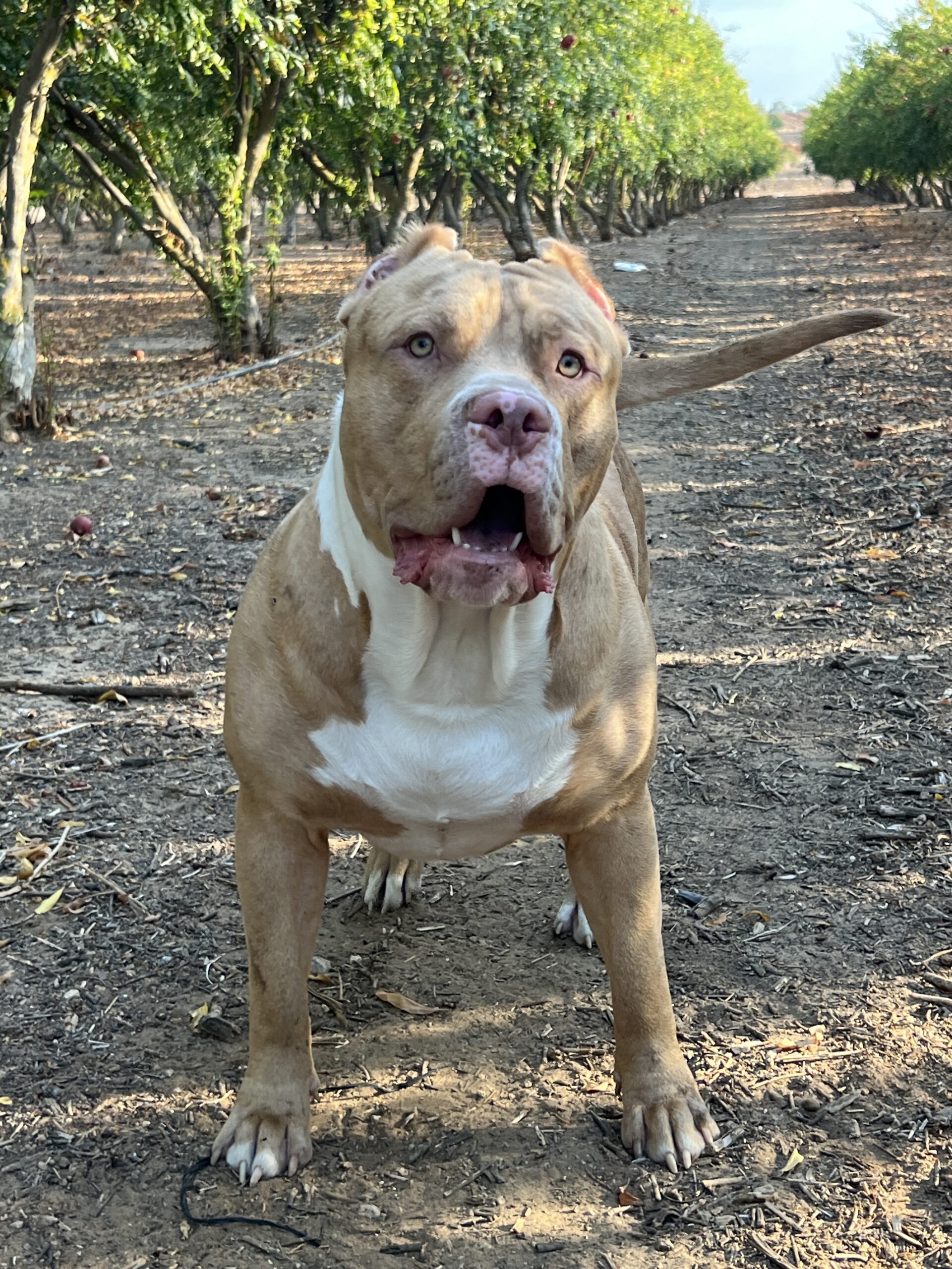 Dog Featured Image