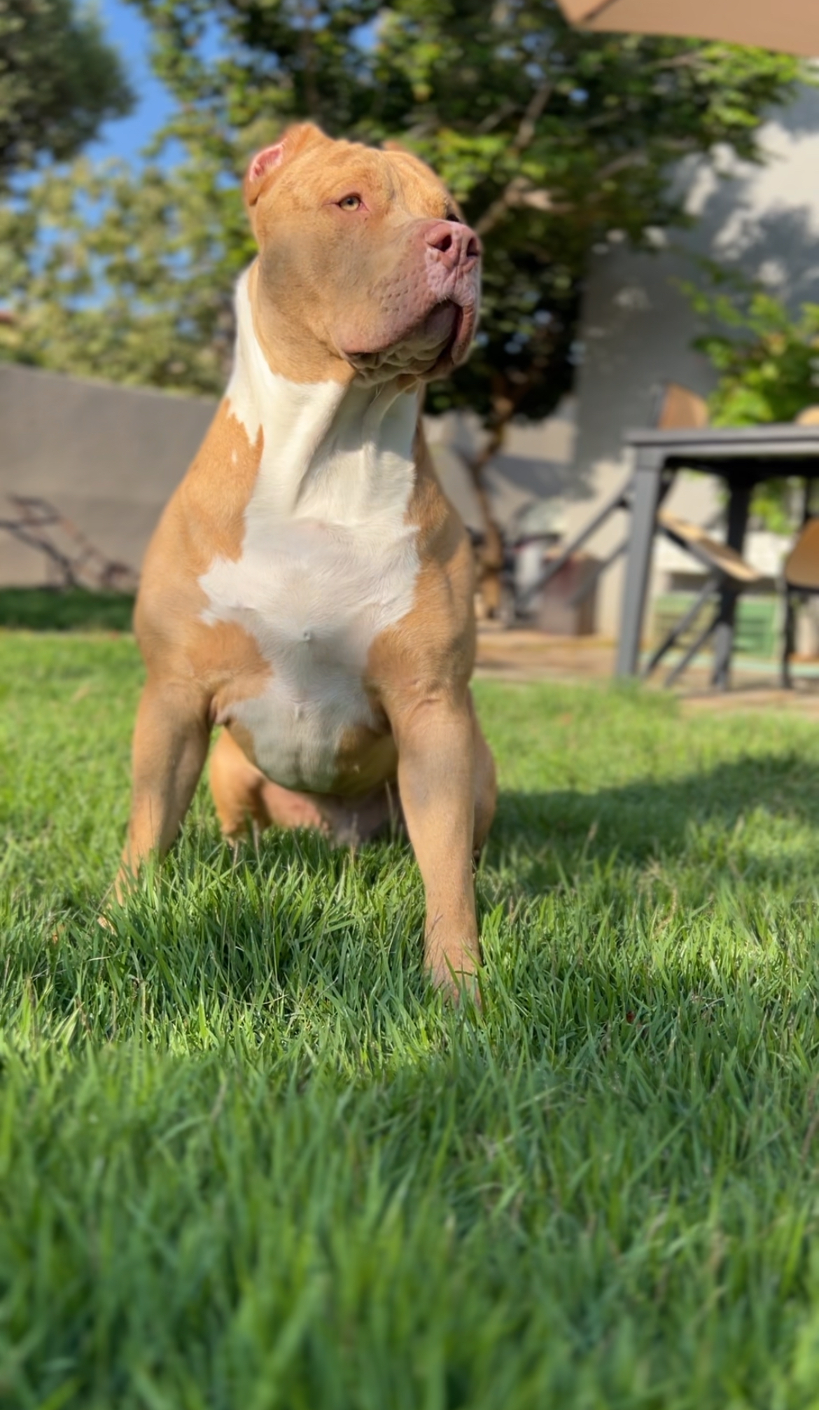 Additional Dog Image