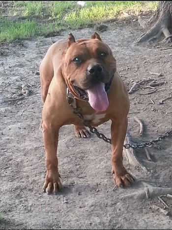 Dog Featured Image