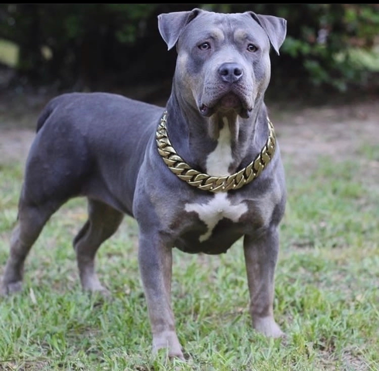 Dog Featured Image