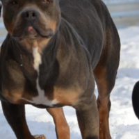 Dog Featured Image