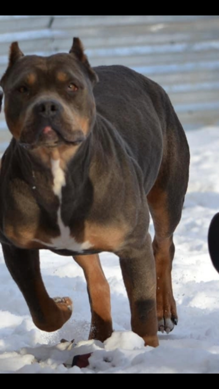 Dog Featured Image