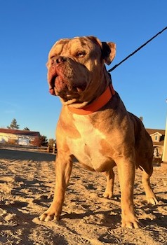 Dog Featured Image