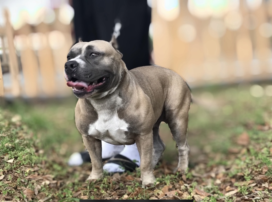 Dog Featured Image