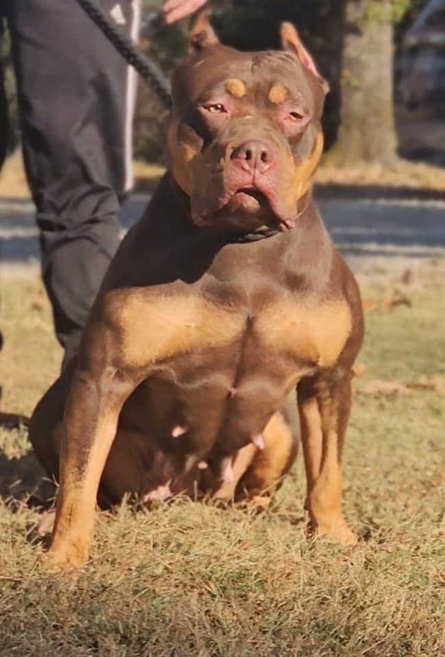 Dog Featured Image