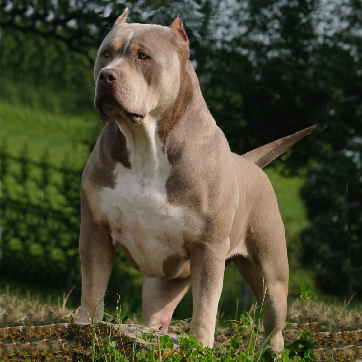 Dog Featured Image