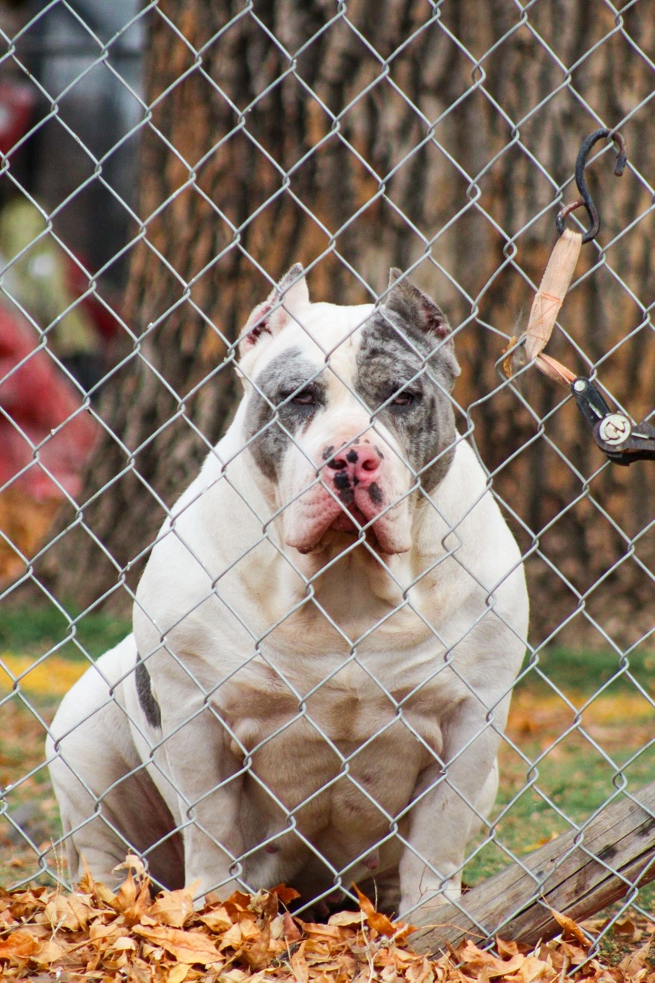 Dog Featured Image