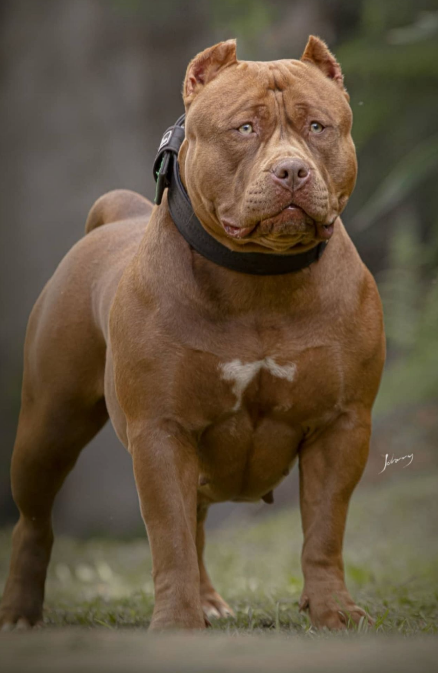 Dog Featured Image