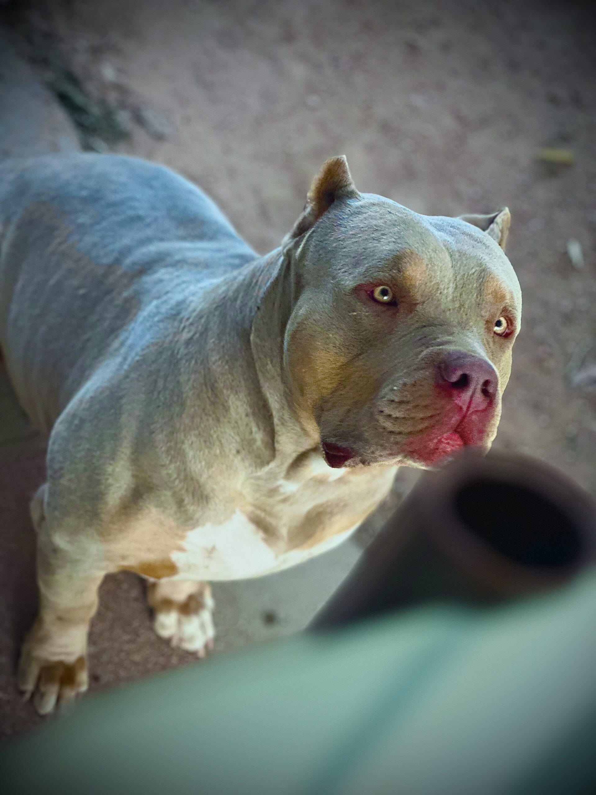 Dog Featured Image