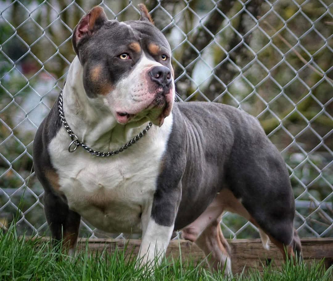 Dog Featured Image