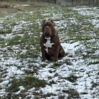 Dog Featured Image