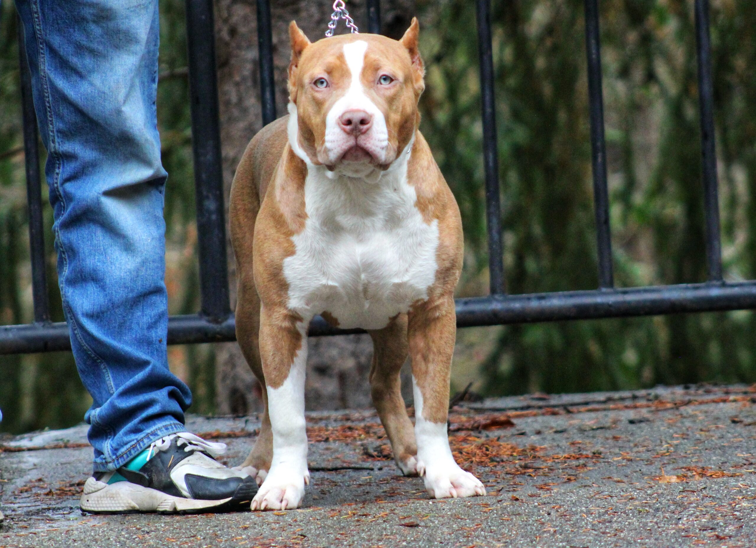 Dog Featured Image